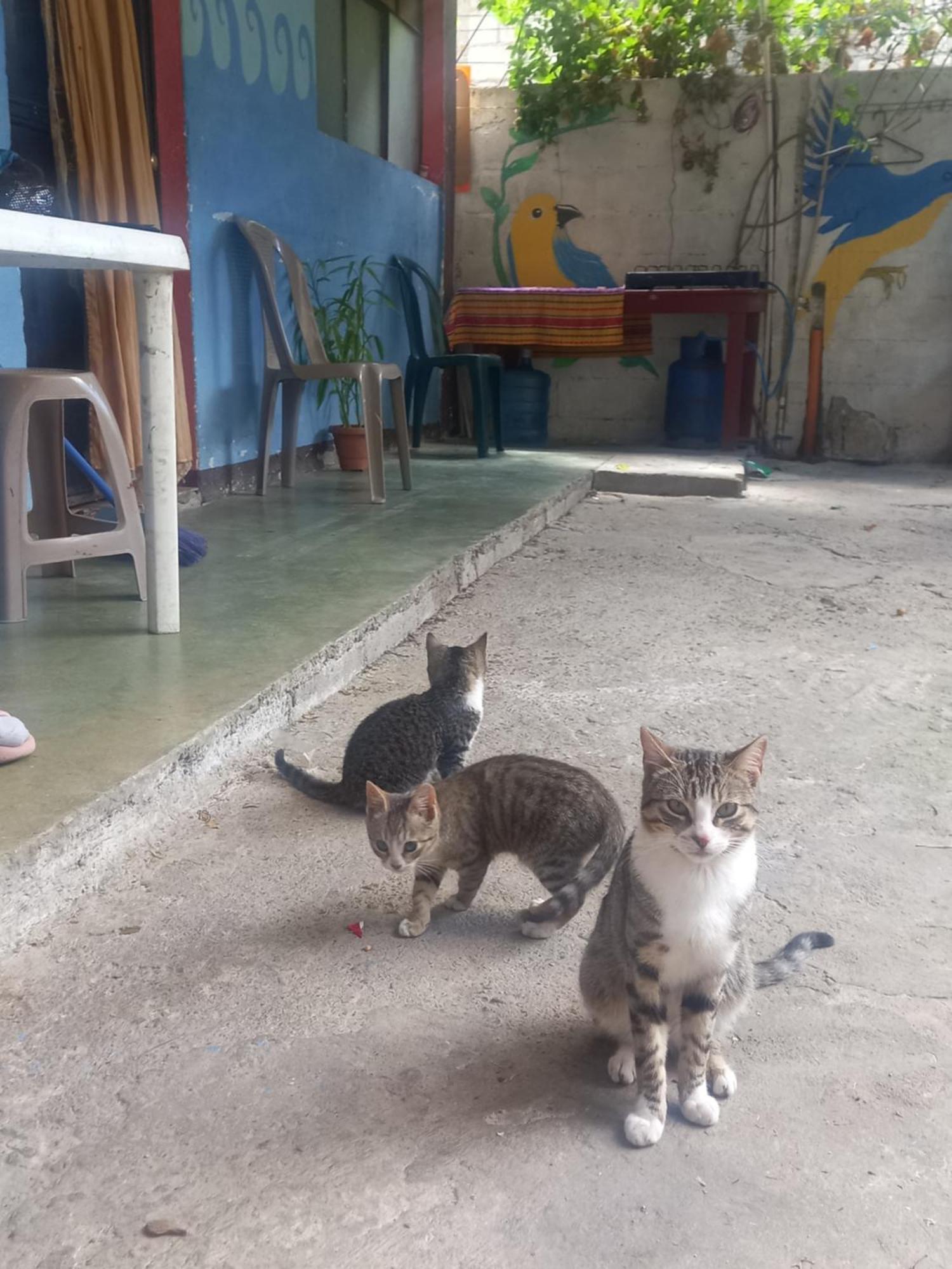 فندق House Zope باناخاتشيل المظهر الخارجي الصورة